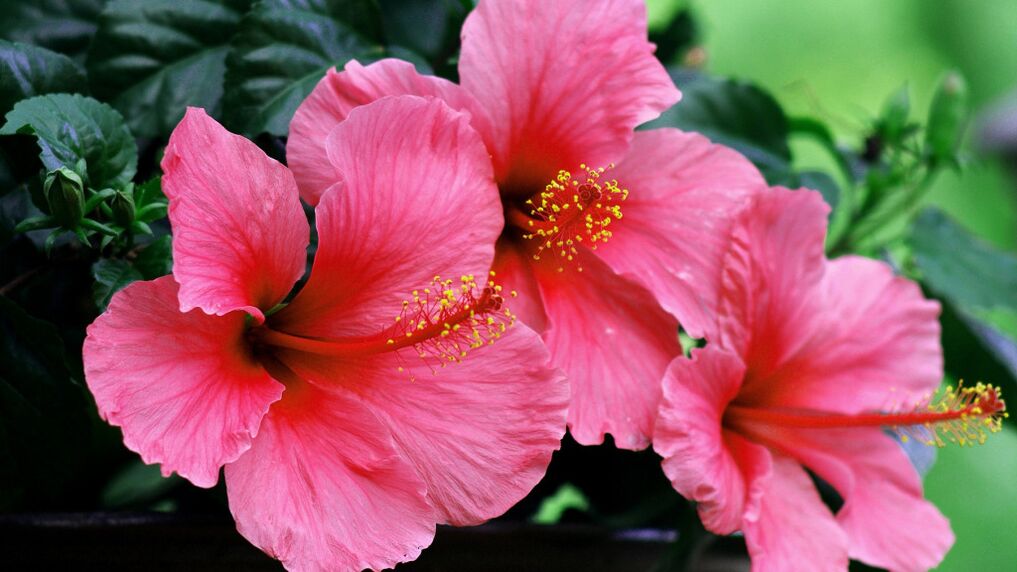 Hibiskas cistolax